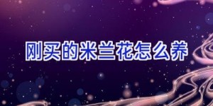 刚买的米兰花怎么养