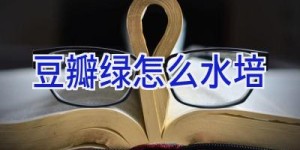 豆瓣绿怎么水培