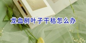 龙血树叶子干枯怎么办