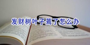 发财树叶子蔫了怎么办