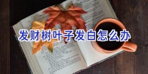 发财树叶子发白怎么办