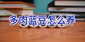 多肉蓝豆怎么养