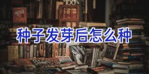 种子发芽后怎么种