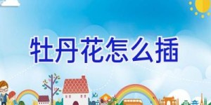 牡丹花怎么插