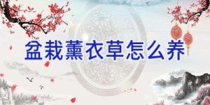 盆栽薰衣草怎么养
