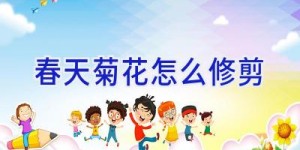 春天菊花怎么修剪