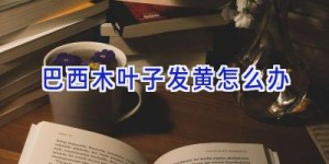 巴西木叶子发黄怎么办