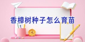 香樟树种子怎么育苗