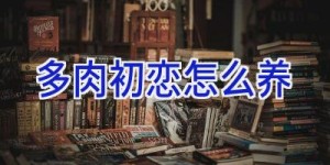 多肉初恋怎么养