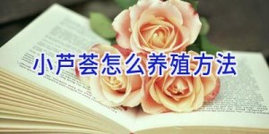 小芦荟怎么养殖方法