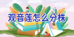 观音莲怎么分株