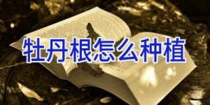 牡丹根怎么种植