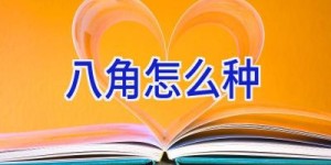八角怎么种
