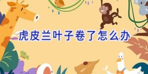 虎皮兰叶子卷了怎么办