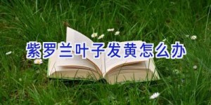 紫罗兰叶子发黄怎么办