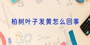 柏树叶子发黄怎么回事