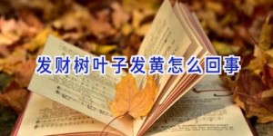 发财树叶子发黄怎么回事