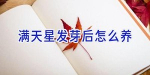 满天星发芽后怎么养