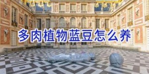 多肉植物蓝豆怎么养