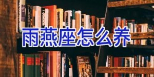 雨燕座怎么养