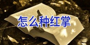 怎么种红掌