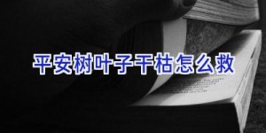 平安树叶子干枯怎么救