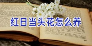 红日当头花怎么养