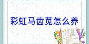 彩虹马齿苋怎么养