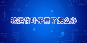 转运竹叶子黄了怎么办