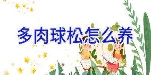 多肉球松怎么养