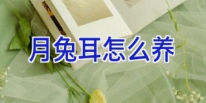 月兔耳怎么养