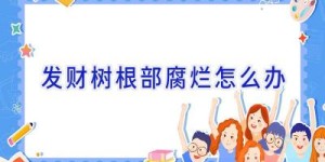 发财树根部腐烂怎么办