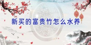 新买的富贵竹怎么水养