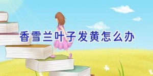 香雪兰叶子发黄怎么办