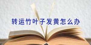 转运竹叶子发黄怎么办