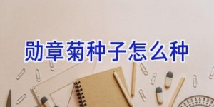 勋章菊种子怎么种