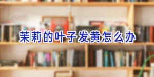 茉莉的叶子发黄怎么办