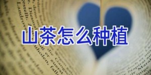 山茶怎么种植