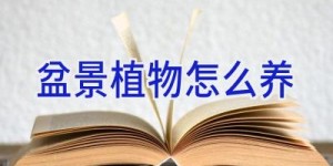 盆景植物怎么养