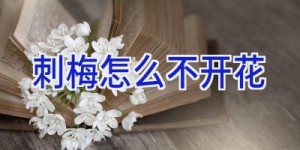 刺梅怎么不开花