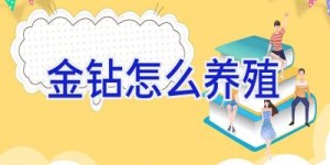 金钻怎么养殖