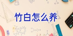 竹白怎么养