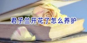 君子兰开花了怎么养护