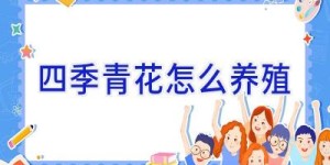 四季青花怎么养殖