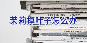 茉莉掉叶子怎么办