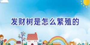 发财树是怎么繁殖的