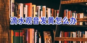 滴水观音发黄怎么办