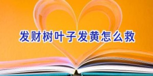 发财树叶子发黄怎么救