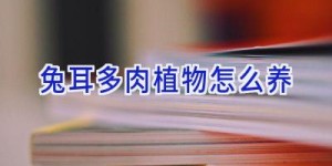 兔耳多肉植物怎么养