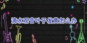 滴水观音叶子发黄怎么办